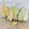 Decorative Flowers & Wreaths 1pcs Palm Fan Leaf Dried Flower Window Reception Party DIY Art Wall Hanging Decoration For Wedding Arch Arrange