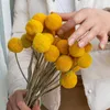 20 Stück Craspedia Billy Balls Golden Orbs Natürliche getrocknete konservierte Blumen Home Gelb Hochzeit Weihnachten Jahr Dekoration 210624