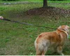Pet Leashes Dog Supplies Explosionssäkra läderhundar kopplar för husdjur som går