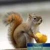 Walnut Clip Squirrel-vormige moer Tangen Multifunctionele Zinklegering Antislip Walnut Peeling Gadget