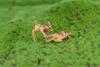 Miniatyr Deer Lover Cartoon Fawn Doll Moss Terrarium Creative Craft Micro Landscape Ornaments Desktop DIY Tillbehör RRE12127