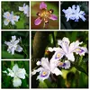 100 ADET Tohumları Nadir Orkide Çiçek Iris Orkide Kapalı Bitkiler Güzel Ev Bahçe Ekici Bonsai Çiçekler Doğal Büyüme Dikim Çeşitli Renkler Aerobik Saksı