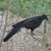 Décoration de fête réaliste corbeau noir à plumes corbeau Halloween accessoire de déguisement