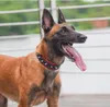 Collare per cani regolabile riflettente Collari di sicurezza per animali domestici antiaderenti Collana S M L XL Cintura per cani Addestramento all'aperto Comoda collana per cuccioli