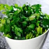 Garden Supplies Seeds Coriander seed