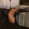 3D Cute Bend Dog Stampato Throw Pillow Realistico Animal Funny Dog Head Cosplay Cuscino giocattolo preferito per bambini per la casa 220425