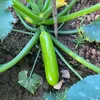 Garten liefert Samen Zucchini Samen