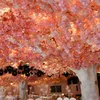 Fiori di ciliegio artificiale Simulazione di stelo lungo Rami di fiori di sakura Fiore per la decorazione della festa nuziale domestica