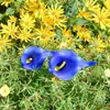 Flores decorativas grinaldas azul calla lily artificial real lírios buquê falsa para decoração decoração decorativa de decoração de flores