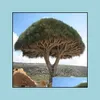 Decoraciones de jardín Patio Césped Home 100pcs Semillas de flores Dracaena plantas raras de bonsai para la tasa de incrustación 95% Embellecimiento y Purificat de aire