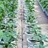 Plantes en pot jardin micro irrigation flèche incurve
