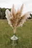 DIY white pink Real Dried Pampas Grass Decor Wedding Flower Bunch Natural Plants Fall Decor For Home Christmas gift