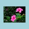 Sonstige Gartenlieferungen Patio Rasenhaus 40pcs Samen Regenbogen Jasminpflanzen Duftende Pflanze gemischt Mirabilis Bonsai Topf Planta für DIY -Topf