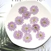 Ghirlande di fiori decorativi 12pcs / 24pcs Zinnia viola essiccati pressati per la produzione di gioielli di fiori naturali in resina Creazione di sapone e candeleDecorativ