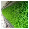 Pianta artificiale Prato fai da te Sfondo Muro Simulazione Erba Foglia Decorazione di nozze Verde Tappeto erboso all'ingrosso Decorazioni per la casa 220406