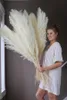 DIY Wit roze Real Gedroogd Pampas Grass Decor Wedding Flower Natuurlijke planten Fall Decor voor Home Kerstcadeau