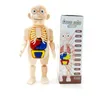 Human Organ Model DIY Assembled Toy Science And Education Enlightenment Experiment Teaching Aid Teaching Props For Children29952098820234