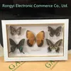 Bonita Borboleta Coleção Material Eonal / Butterfly PO Quadro Artwork Decoração Casa 220329