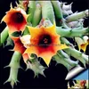 Andere Gartenlieferungen Patio Rasen Home Stapelia Pchella Samen Lithops Mix er Succents Stein Kaktus selten f￼r Blumenbonsai-Pflanzen 100 Stcs