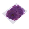 Flores decorativas grinaldas 20pcs pressionados com flor de jóias púrpura de flores secas de flor real para fazer acessórios para casta