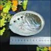 Decorations Aquariums Fish Pet Supplies Home Garden 5 Sizes Abalone Shell Nautical Decor Seashell Beach Wedding Shells Ocean Jewelry Diy Soa