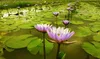 ブルーロータス乾燥全体の花Nymphaea caerulea 220330