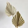 5/10 Pcs Boho Spears Natural Fans Leaves Dried Palm Fan Leaf with Stem