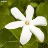 30 PC 씨앗 Gardenia Bonsai Cape 재 스민 DIY 홈 가든 화분이 선물 실내 놀라운 플로레스 아름 다운 룸 꽃 식물 나무 자연 성장 다양 한 색상