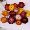 Daisy Gedroogde natuurlijke ZonneBloem DIE Decor Droog Stro chrysant Heads Decoratieve Voor Thuis Bruiloft Tabel Decor 20pcs 50 Stuks L220617
