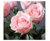 Декоративные цветы венки красные 15 стеблей латекс роза искусственное цветочное свадьба Real Touch Home Coffee Shop
