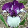 Andere Gartenlieferungen Patio Rasenhaus 20pcs/Set seltene Ork Samen gemischt Iris Orcs Innenpflanzen Sch￶ne Pflanze Bonsai Blumen Semillas Dr.