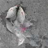 صيد الأسماك المحمولة مصاصة مضيئة حبة النحاس النحاس النحاس شبكة شبكة صيد السمك معالجة لا حاجة
