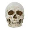 Kafatası kafa cadılar bayramı korkunç parti dekorasyon reçine gerçekçi 1: 1 insan kafası kafatası anatomik öğretim iskelet model korku