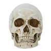 Schedel Hoofd Halloween Scary Party Decoratie Hars Realistische 1:1 Menselijk Hoofd Schedel Anatomisch Onderwijs Skelet Model Horror Big Size