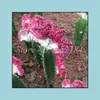 Andere Gartenlieferungen Patio Rasenhaus Euphorbia lactea 100pcs Samen immergrün, dass seine Form skurril mit hohem Orname ist