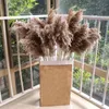 Decorative Flowers & Wreaths 20pcs Dried Plants Pampas Grass Natural Phragmites Communis Wedding Flower Bunch Color