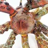 Glazen water bong dab rig squid vorm pijp waterpijp 14,4 mm vrouwelijk gewricht bubbler borocilicaat percolater craftbong