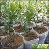 Planters krukor 400 st blandade biologiskt nedbrytbara växter icke-vävda plantskolor odlar väskor tyg plantor eko-frie ryggpackboyzhome dhg1r