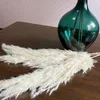 1 Biały Kwiaty Naturalne Suszone trzciny Bukiet Pampas Trawa DIY Craft Wesele Bukiet Boże Narodzenie Dekoracji Domu Dostawy 220406