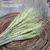 Decorative Flowers & Wreaths Real Wheat Ear Flower Natural Dried Straw DIY Arrangement Floral Home Party Wedding Decoration BouquetDecorativ