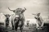 ハイランドカウポスターキャンバスアートアニマルポスターとプリント牛の絵画ウォールアートノルディックデコレーションウォール像のリビングルーム6797146