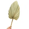 Party Decoration 1pcs Palm Fan Leaf Dried Flower Window Reception Art Wall Hanging Wedding Arch Arrangement