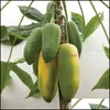 Gartendekorationen Patio Rasenhaus 50pcs/ Bag Samen Süße Maradol Papaya Outdoor essbare tropische saftige Jardin Obst Erbstück Bio -Zwerbe