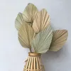 Dekoratif Çiçekler Çelenkler 1 ADET Kurutulmuş Doğal Bitki Palmiye Yaprakları Ev Odası Dekor DIY Kuru Fan Yaprak Parti Sanat Duvar Asılı, Düğün Decorat