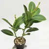 Fleurs décoratives couronnes plantes artificielles feuilles de banian fruits maison jardin mariage bureau vert décorationdécoratif