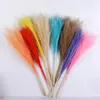 Decorative Flowers & Wreaths Natural Dried For Decoration Pampas Grass Home Decor Pampa Flower Bouquet Wedding Christmas Dry Reeds PartyDeco