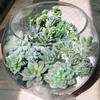 Ghirlande di fiori decorativi 11 Pz / set Piante succulente artificiali Falso Mini Erba Decorazioni di fiori verdi per la disposizione della tavola di casa