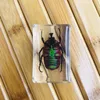 3D Böcek Örneği Çocuklar Genç Koleksiyon Bilimi Keşif Oyuncaklar Örümcek Scorpion Kriket Çiçek Kıyafetler Koku Böcek Benekli Fenerfly Net Reçine