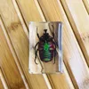 3D Insect Specimen Kids Teen Collection Science Discovery Toys Spider Scorpion Cricket Flower Chafers Stink Bug Spotted Lanternfly Clear Resin