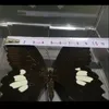 장식용 물체 인형 1pcs 자연적인 실제 나비 표본 상자 화려한 혼합 된 아름다운 교육 교육 가정 장식 예술 선물